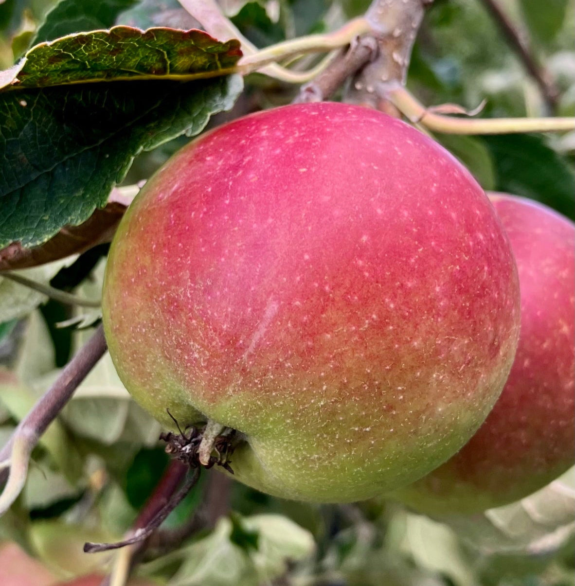 Roter Apfel mit grüner Rückseite an einem Zweig  in einem Apfelbaum