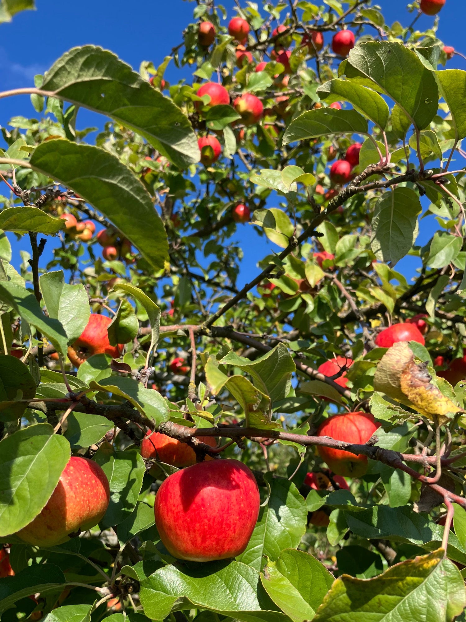 Rote Äpfel hängen an einem Apfelbaum - im Hintergrund sieht man den blauen Himmel