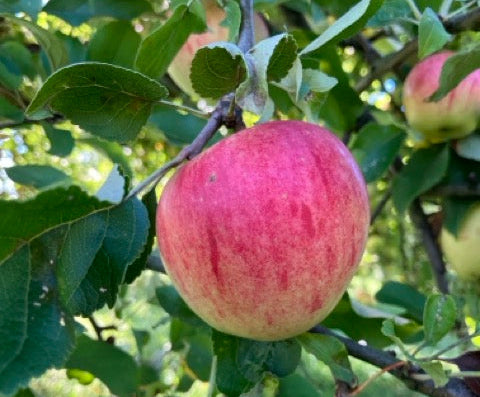 Roter Apfel an einem Apfelbaum. Im Hintergrund Blätter und Zweige