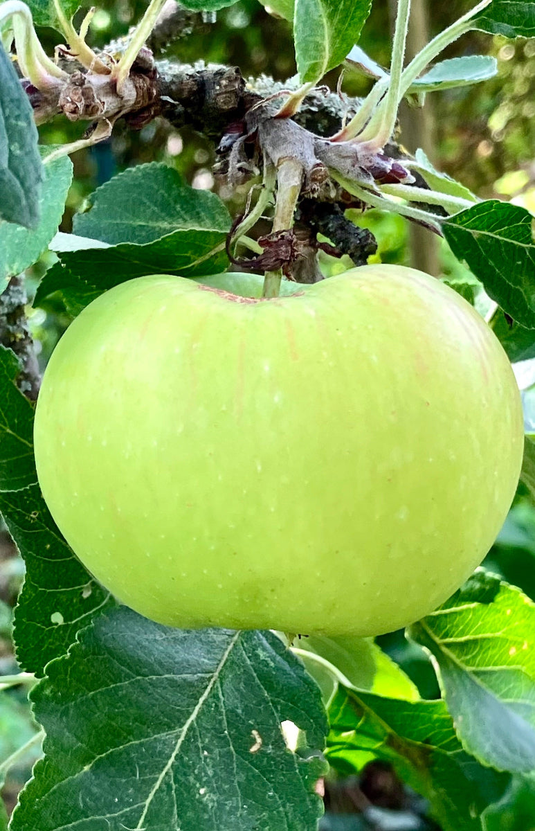 Apfel an einem Apfelbaum mit Blättern und Zweigen im Hintergrund