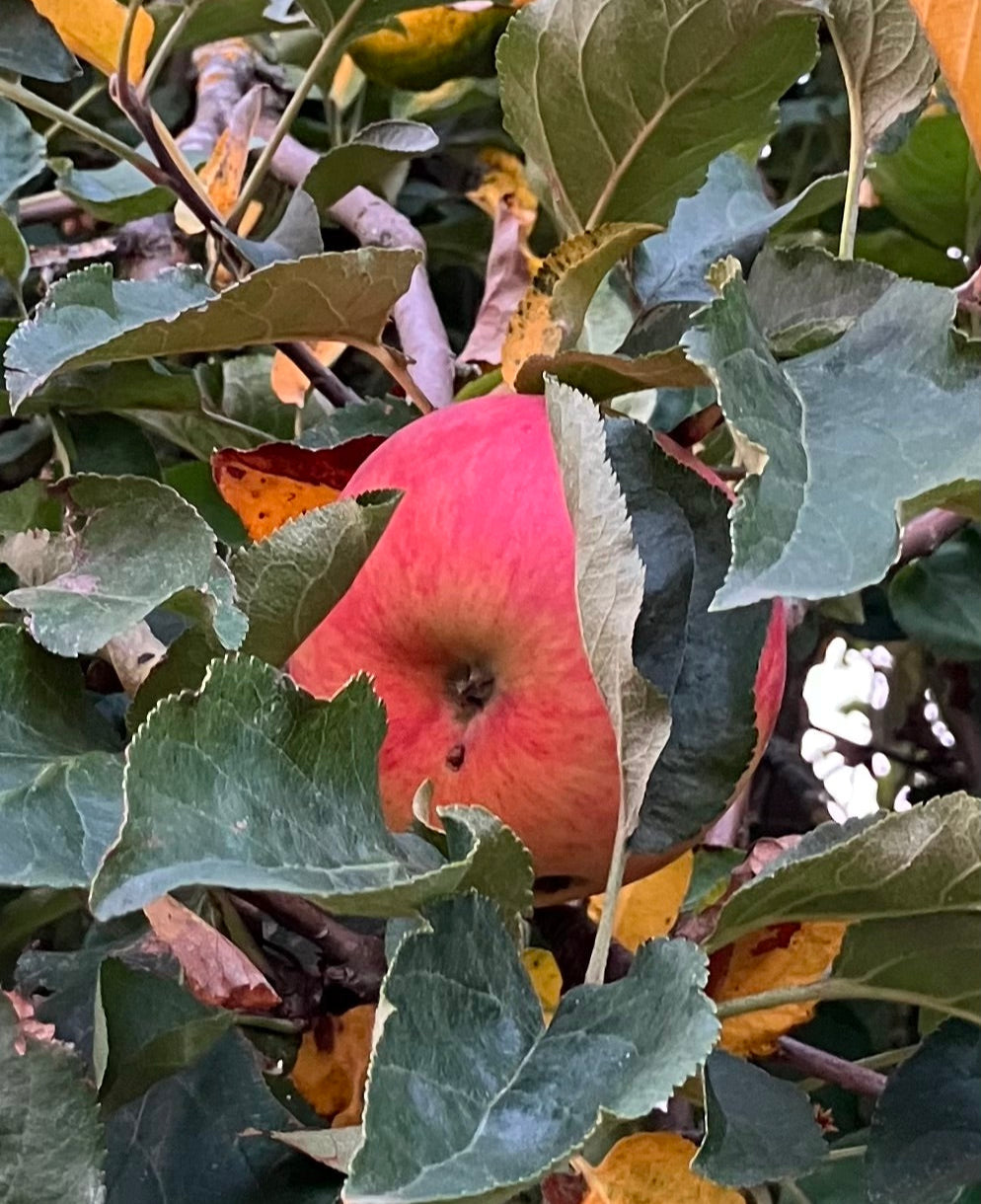 Roter Apfel an einem Apfelbaum umgeben von grünen und herbstlich gelben Blättern