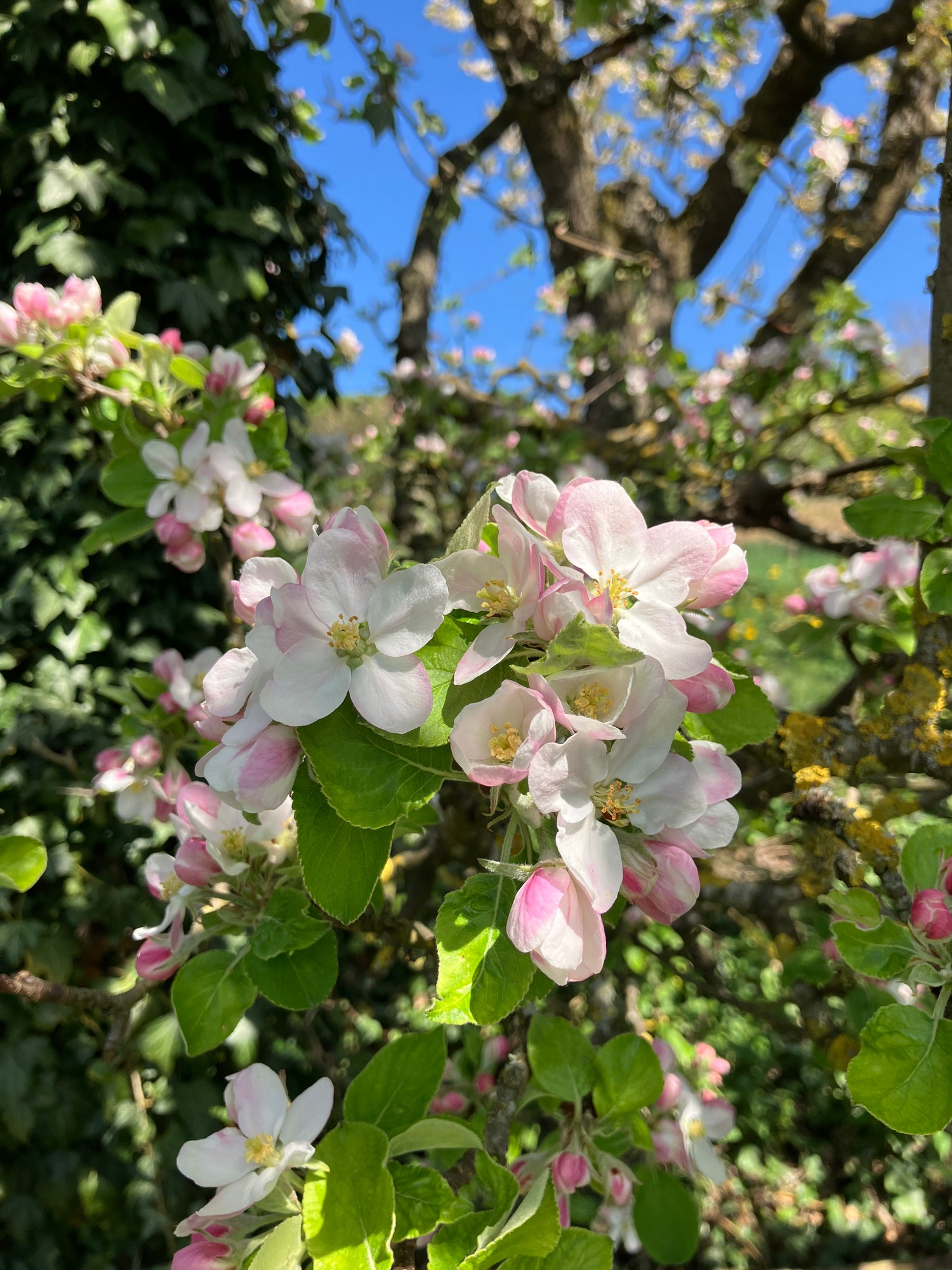 Apfelblüte in Nahaufnahme. Im Hintergrund sind Teile des Baums zu sehen und blauer Himmel. 
