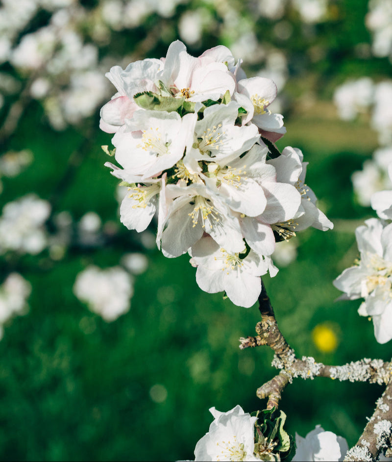 Apfelbaum-Blüte in Nahaufnahme