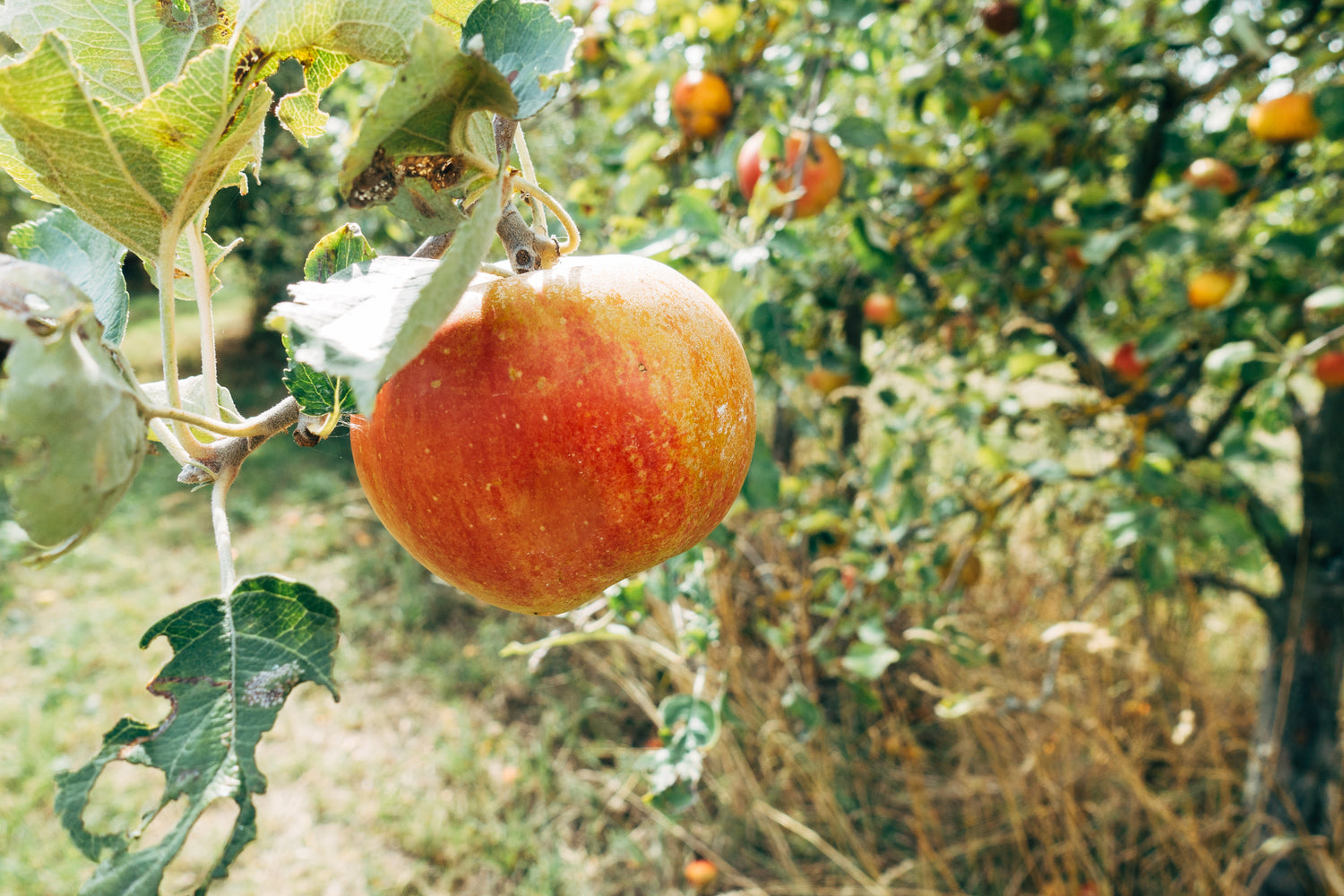 Roter Apfel an einem Apfelbaum, im Hintergrund Blätter, Zweige und weitere Äpfel.